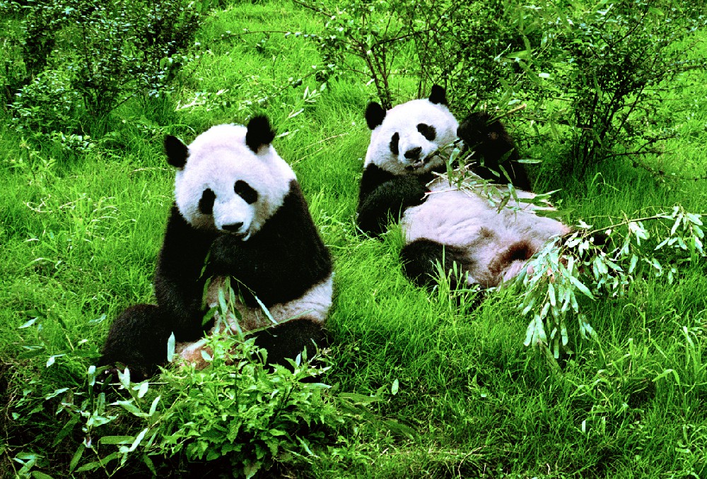 10-Day China Classic and Panda Tour